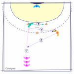 découvrez le rôle pivot au handball : techniques essentielles, stratégies efficaces et conseils pour maîtriser ce poste clé du jeu.