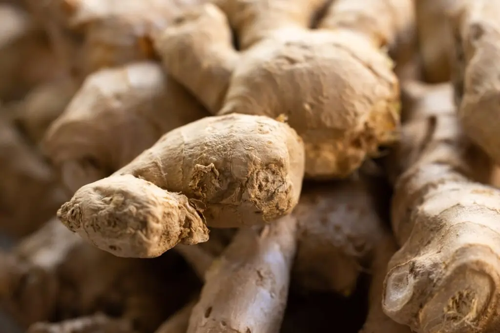 découvrez les bienfaits du ginseng rouge, une plante aux multiples vertus pour renforcer l'énergie, stimuler le système immunitaire et améliorer la vitalité au quotidien.