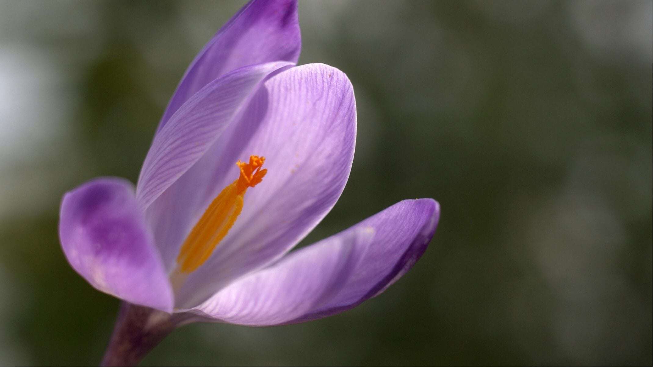 découvrez les bienfaits du safran en poudre : ses propriétés antioxydantes, ses effets sur la digestion, l'humeur et le bien-être général, ainsi que ses usages en cuisine et en santé naturelle.