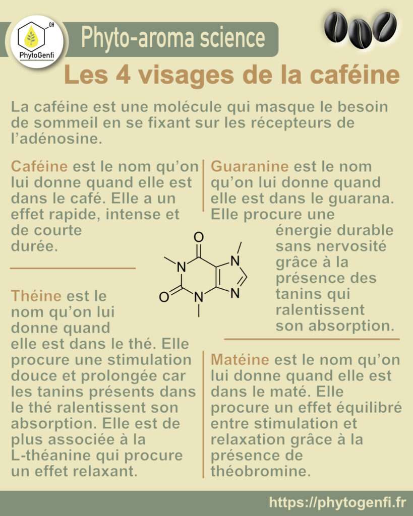découvrez les différences entre caféine et théine, leurs effets sur la santé et comment choisir entre ces deux stimulants naturels pour votre bien-être.
