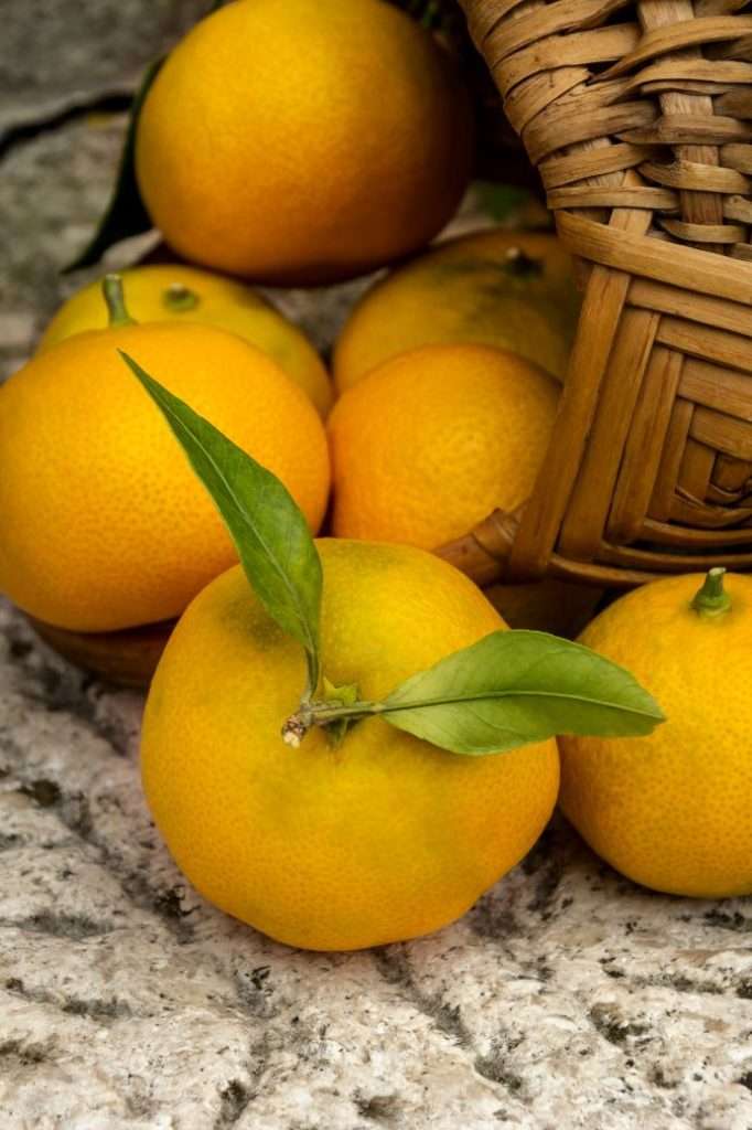 découvrez les différences clés entre le viniyoga et le hatha yoga, leurs approches, bienfaits et techniques pour choisir la pratique qui vous convient.