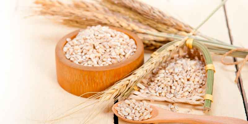 découvrez les bienfaits de la farine d'orge mondé et apprenez comment l'utiliser dans vos recettes pour une alimentation saine et gourmande.