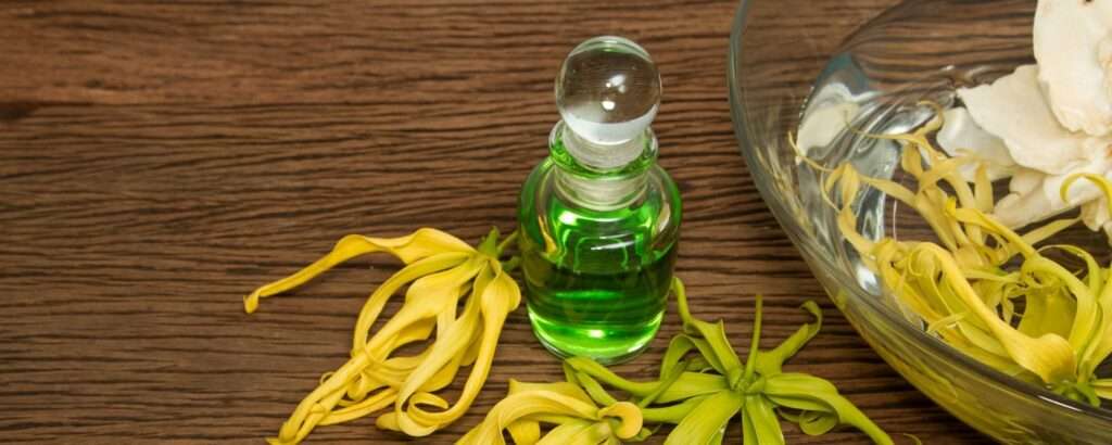 découvrez les propriétés et bienfaits de l’ylang ylang, une plante aux vertus apaisantes, antiseptiques et revitalisantes pour le corps et l'esprit.