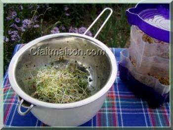 découvrez des recettes savoureuses et saines avec des graines germées, parfaites pour enrichir vos plats au quotidien.
