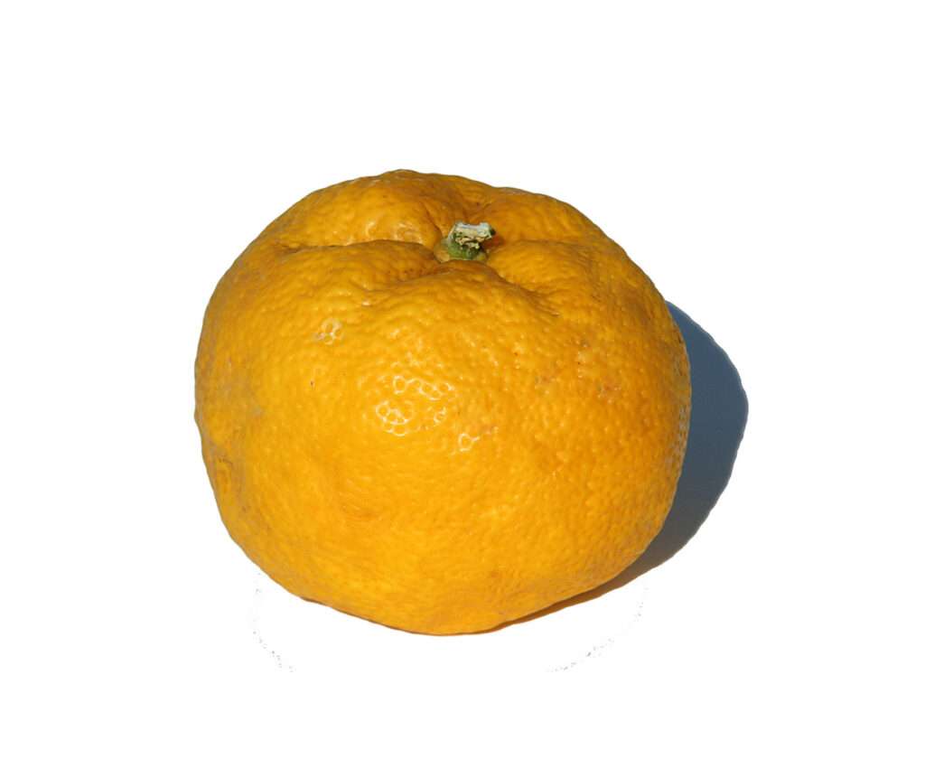 découvrez les usages variés et les bienfaits du sirop de yuzu, un ingrédient naturel aux saveurs uniques pour sublimer vos boissons et recettes.