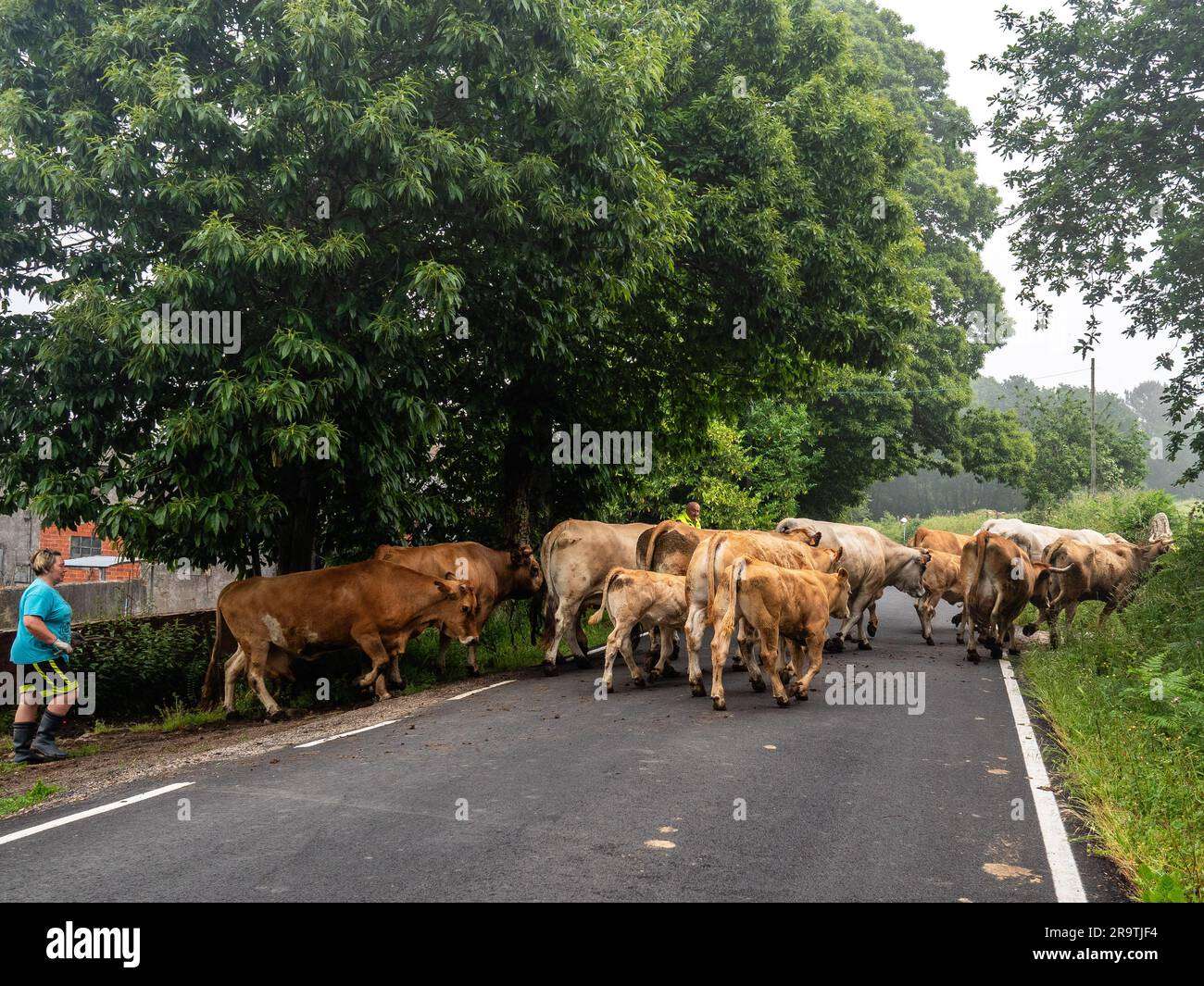découvrez notre guide complet pour l'itinéraire de compostelle et préparez votre pèlerinage en toute sérénité. conseils, étapes et informations pratiques pour une aventure inoubliable.